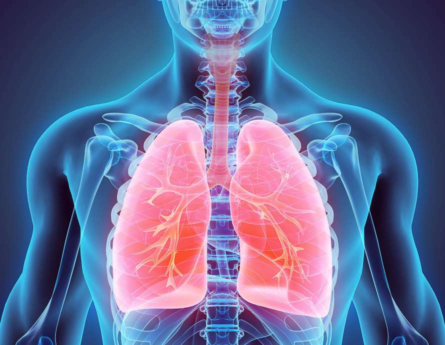 Реферат: Дыхательная система человека 4